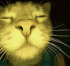 :cat_disco: