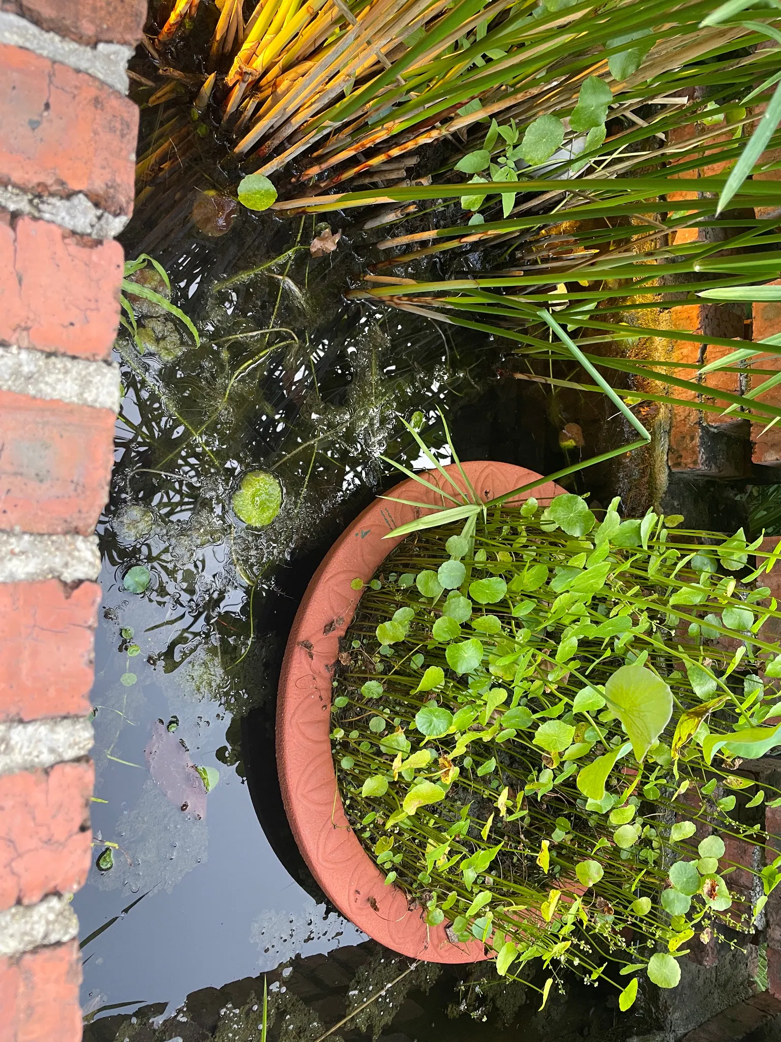 mini pond with tall grass and small coin leaf plants in a pot