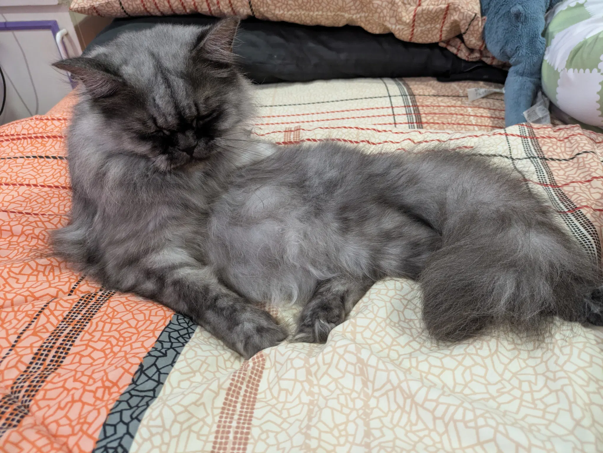 longhaired cat on a bed. his smokey gray coat has a very silky fluff texture going on. he's lying in a twisted position that makes him look more like a ball of lint than a four-limbed animal. his flat, squished up face gives him an evil aura but also makes him so kissable.